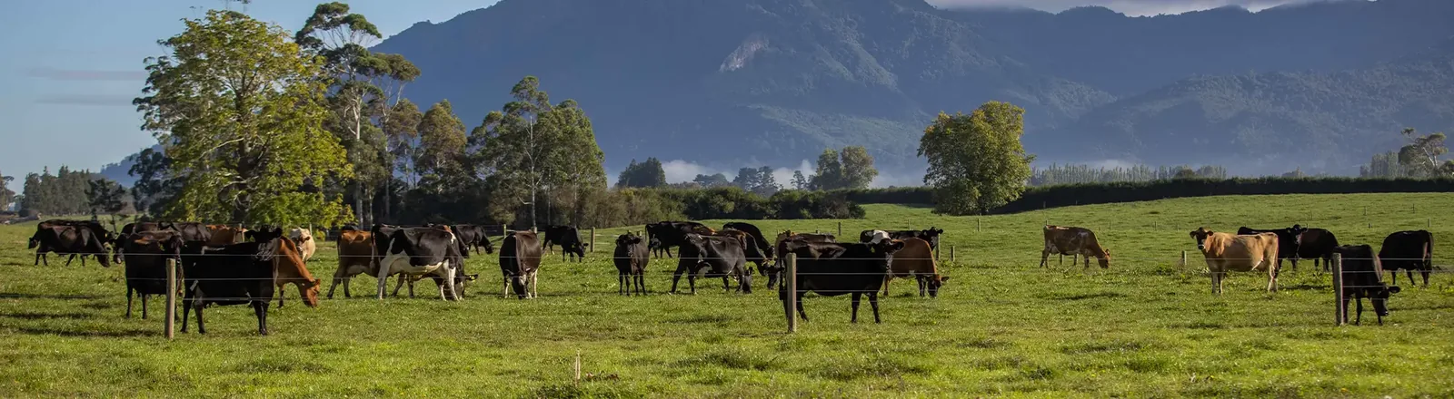 A dairy herd grazing in a paddock below hills