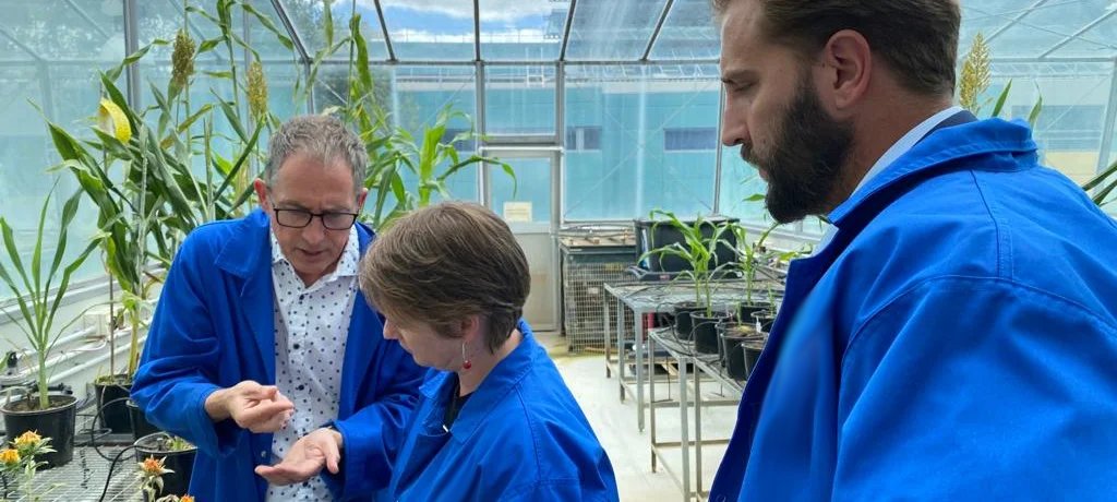 Amos Palfreyman, a fourth-generation dairy farmer, checks trial plants with the Miruku team in the greenhouse.